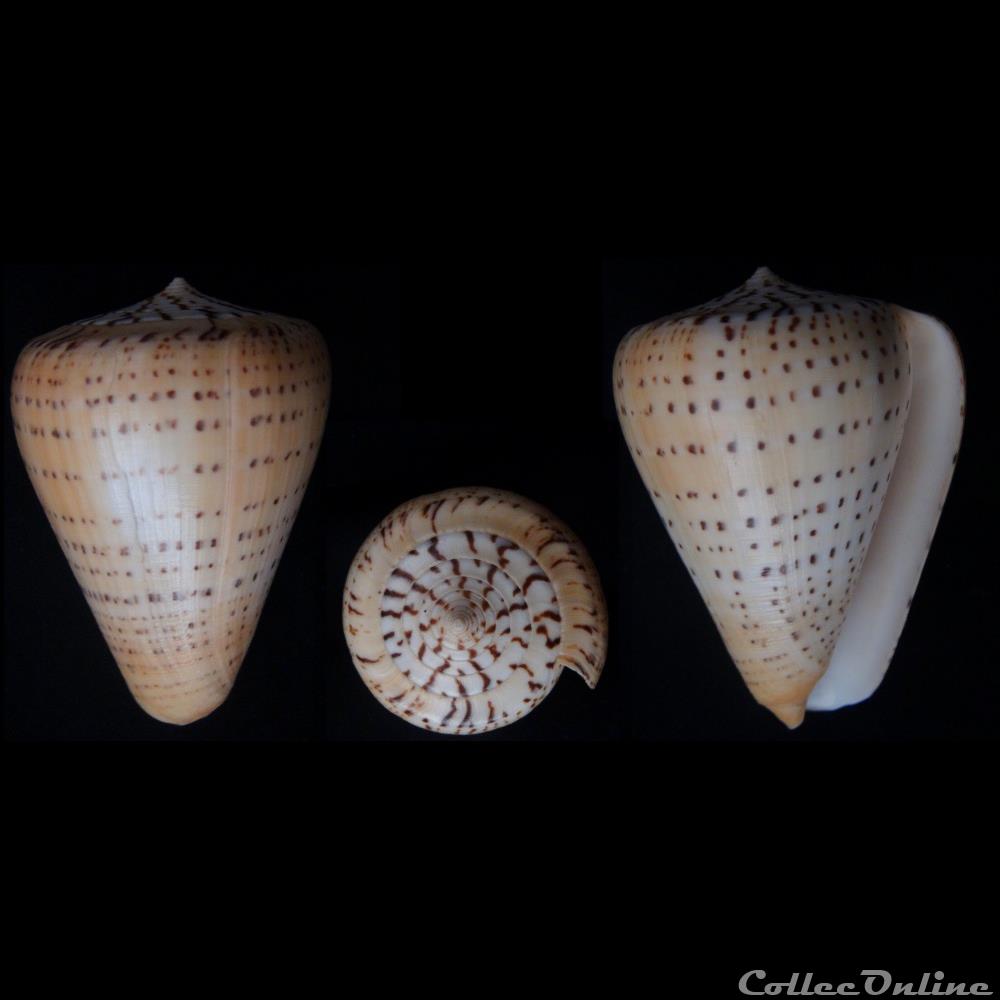 Dendroconus betulinus (Linnaeus, 1758) coquillage fossile gastropodum dendroconus betulinus linnaeus 1758