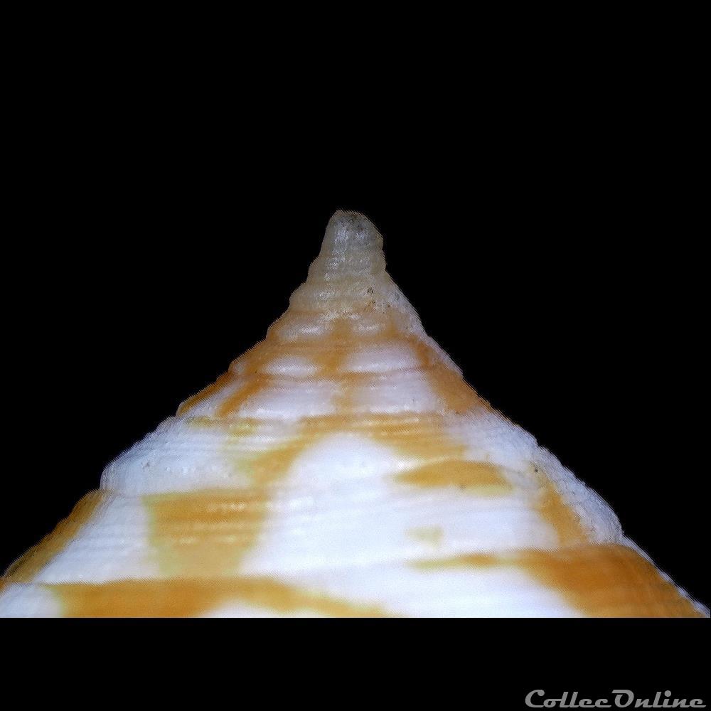 Phasmoconus (Phasmoconus) filamentosus (Reeve, 1849) coquillage fossile gastropodum phasmoconus phasmoconus filamentosus reeve 1849