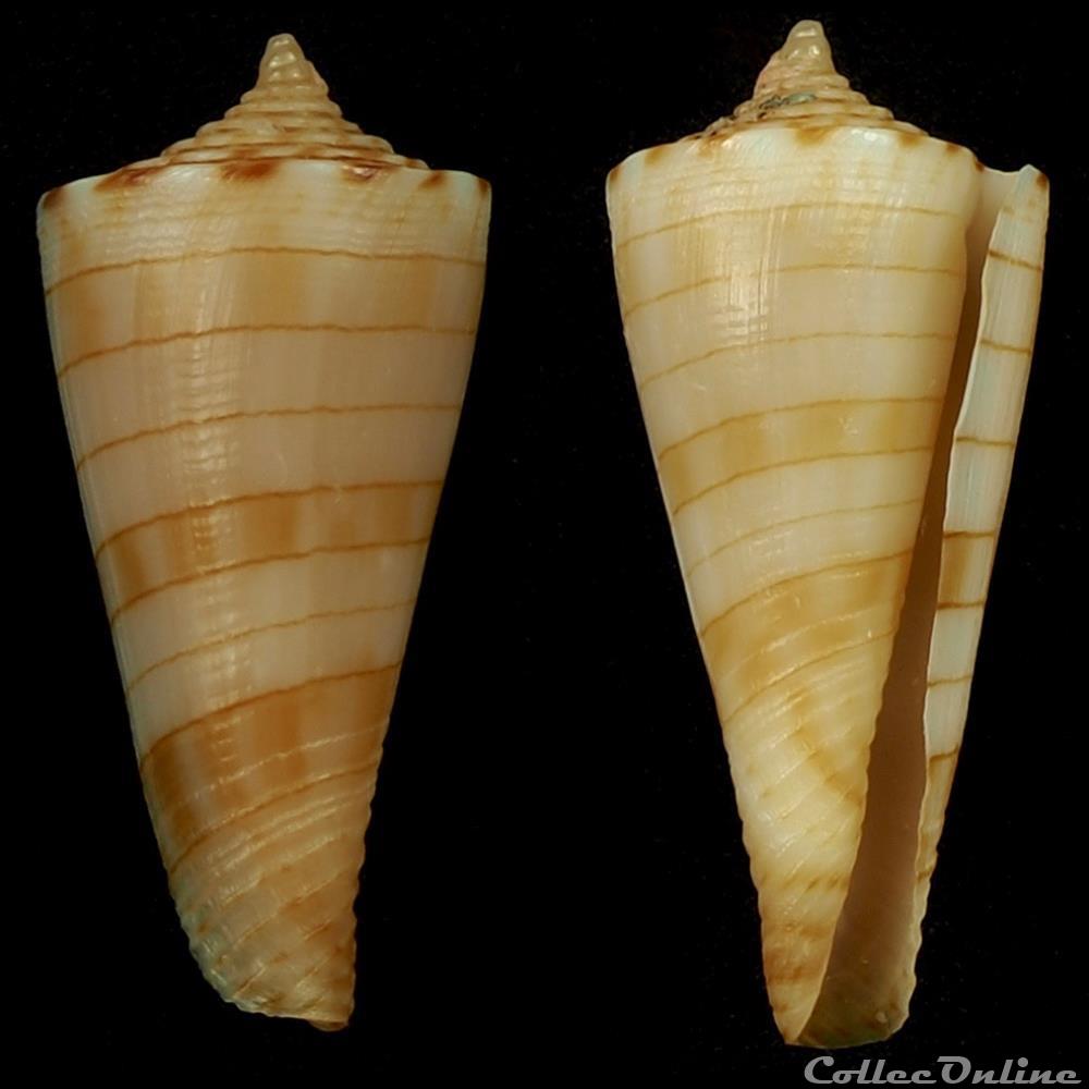 Conasprella kimioi (Habe, 1965) coquillage fossile gastropodum conasprella kimioi habe 1965