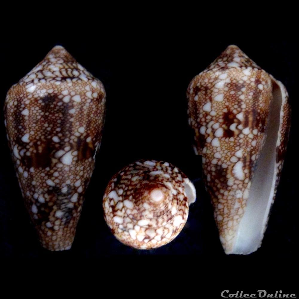 Cylindrus canonicus (Hwass, 1792) coquillage fossile gastropodum cylindrus canonicus hwass 1792