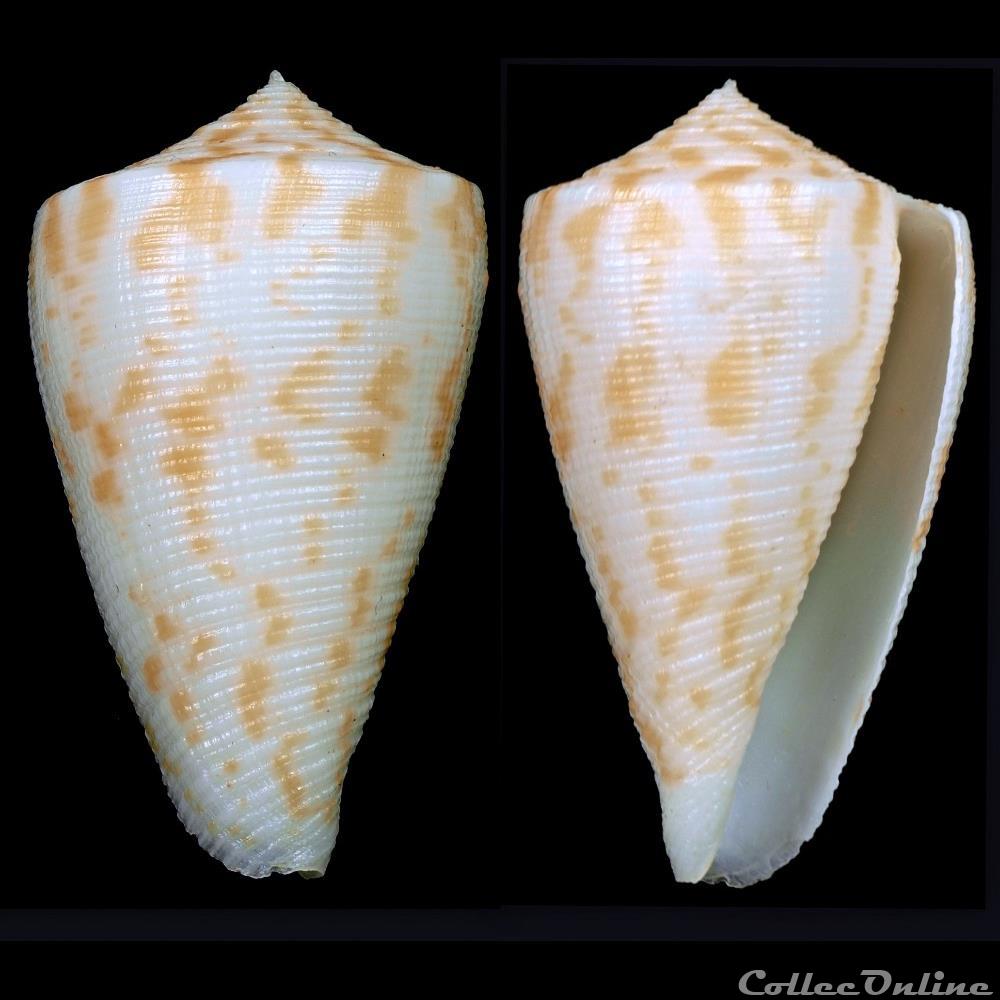 Eremiconus colmani (Röckel & Korn, 1990) coquillage fossile gastropodum eremiconus colmani rockel korn 1990