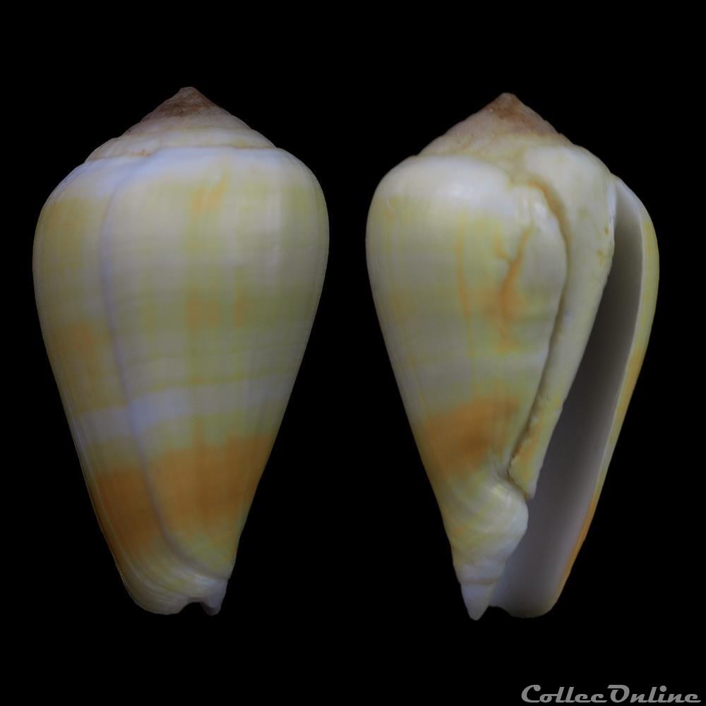 Lautoconus (Varioconus) trovaoi (Rolán & Röckel, 2000) coquillage fossile gastropodum lautoconus varioconus trovaoi rolan rockel 2000