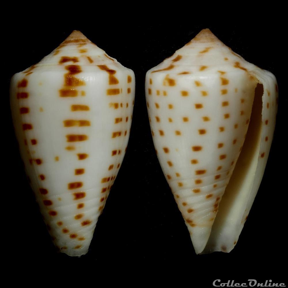 Phasmoconus (Phasmoconus) erythraeensis (Reeve, 1843) coquillage fossile gastropodum phasmoconus phasmoconus erythraeensis reeve 1843