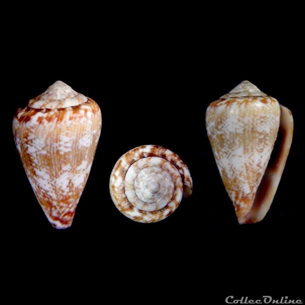 coquillage fossile gastropodum lautoconus africonus derrubado rolan fernandes 1990