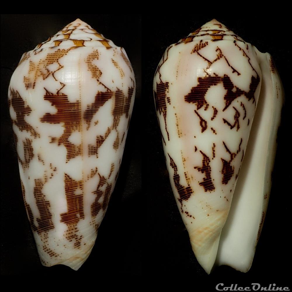 coquillage fossile gastropodum pionoconus striatus juliaallaryae cossignani 2013