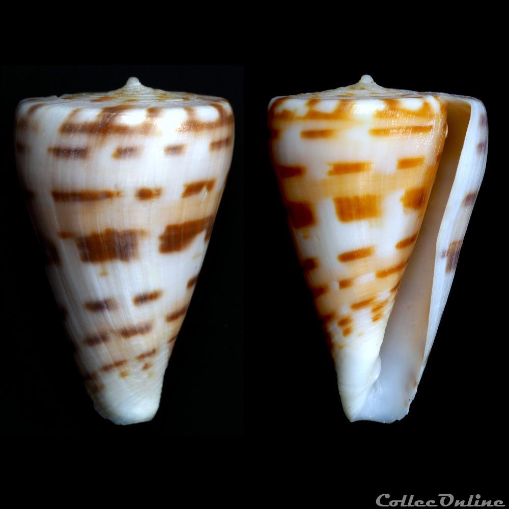 Plicaustraconus advertex (Garrard, 1961) coquillage fossile gastropodum plicaustraconus advertex garrard 1961