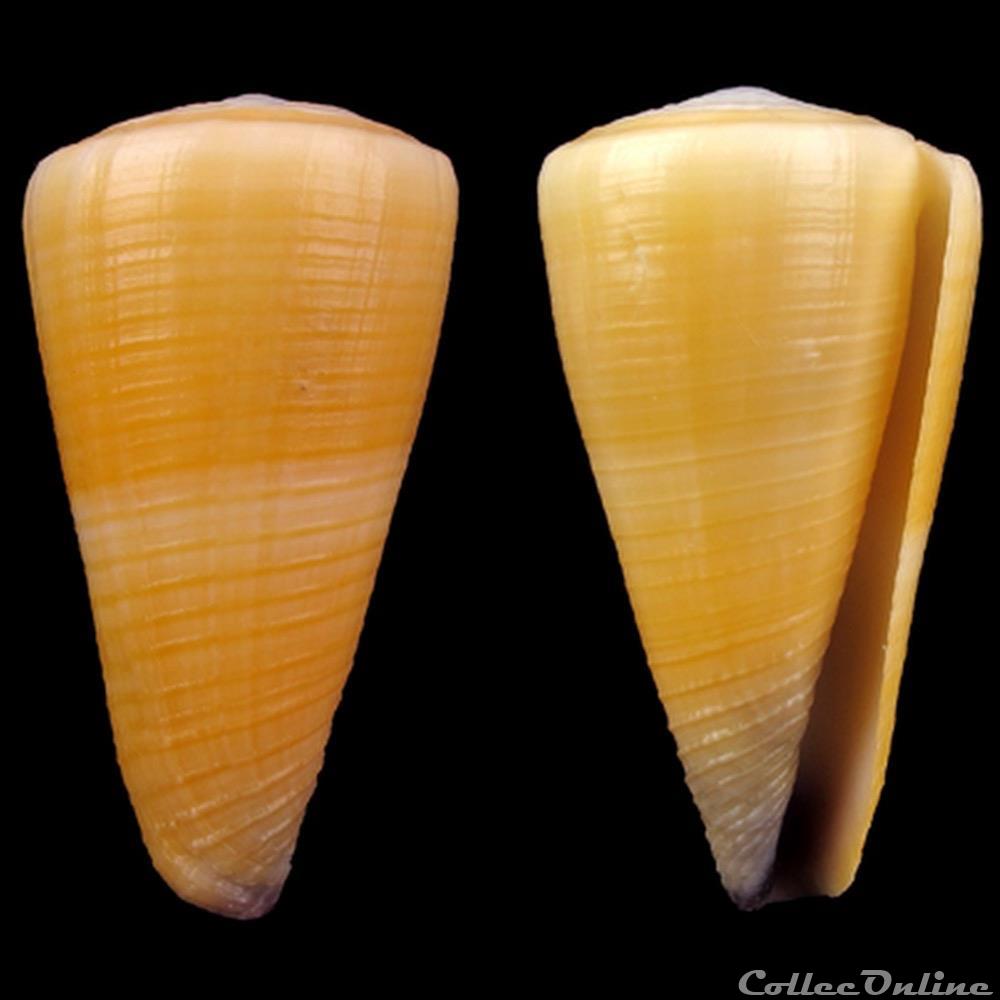 Virgiconus emaciatus (Reeve, 1849) coquillage fossile gastropodum virgiconus emaciatus reeve 1849