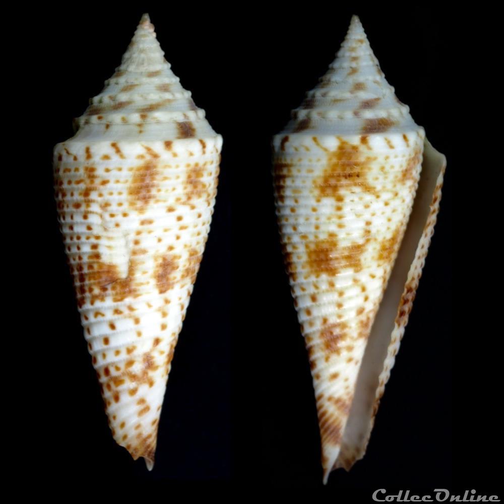 Fusiconus (Bathyconus) comatosus (Pilsbry, 1904) coquillage fossile gastropodum fusiconus bathyconus comatosus pilsbry 1904