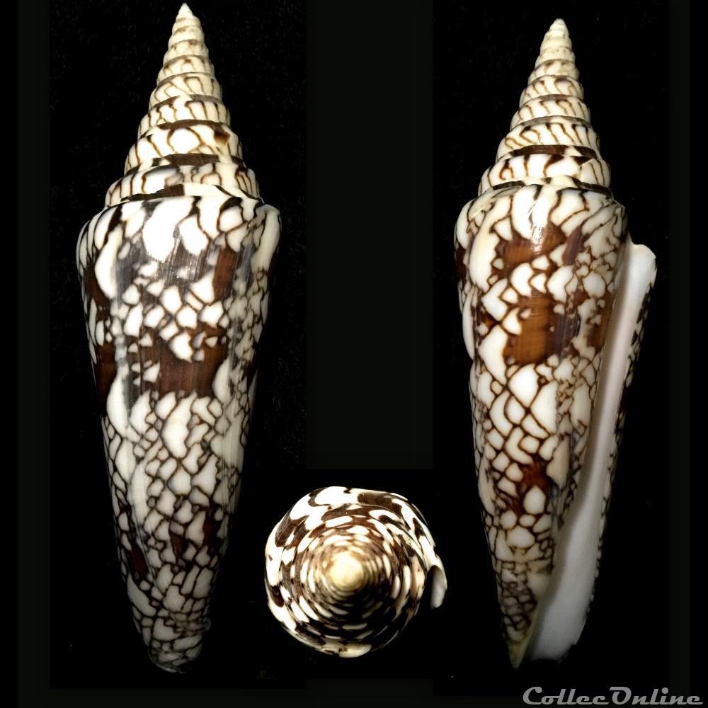 Leptoconus milneedwardsi milneedwardsi (Jousseaume, 1894) coquillage fossile gastropodum leptoconus milneedwardsi milneedwardsi jousseaume 1894