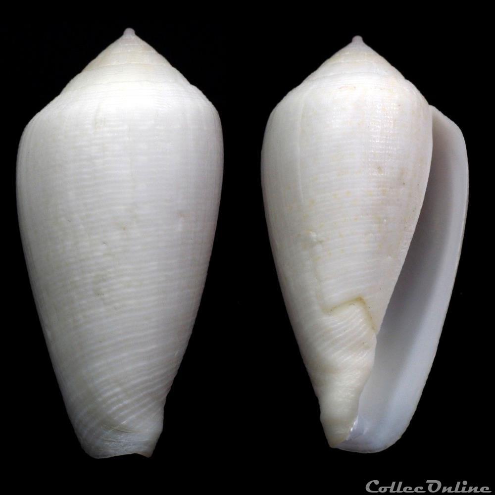 Floraconus (Floraconus) cocceus (Reeve, 1844) coquillage fossile gastropodum floraconus floraconus cocceus reeve 1844