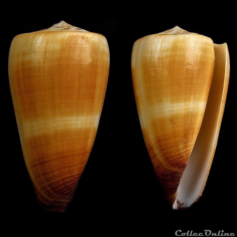 Strategoconus (Vituliconus) ferrugineus (Hwass in Bruguière, 1792) coquillage fossile gastropodum strategoconus vituliconus ferrugineus hwass in bruguiere 1792