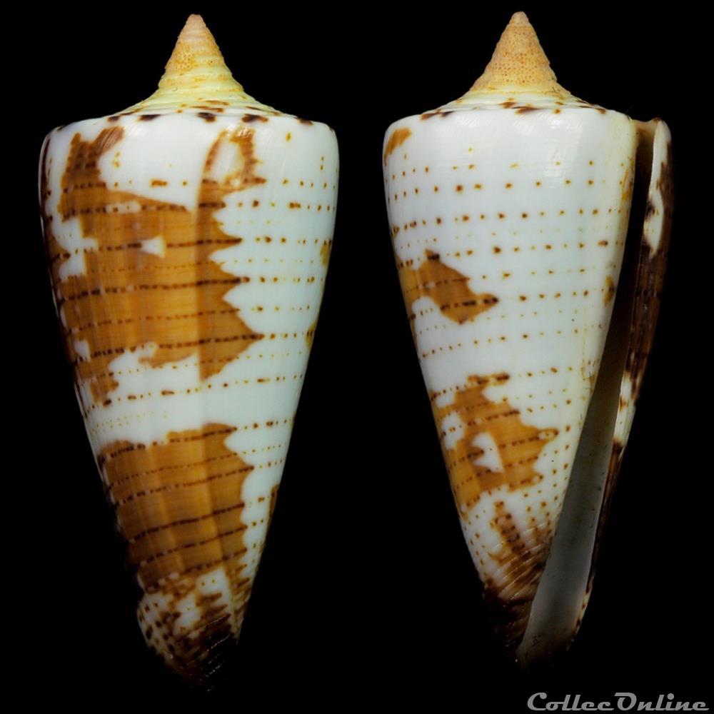 coquillage fossile gastropodum strategoconus strategoconus maldivus hwass 1792