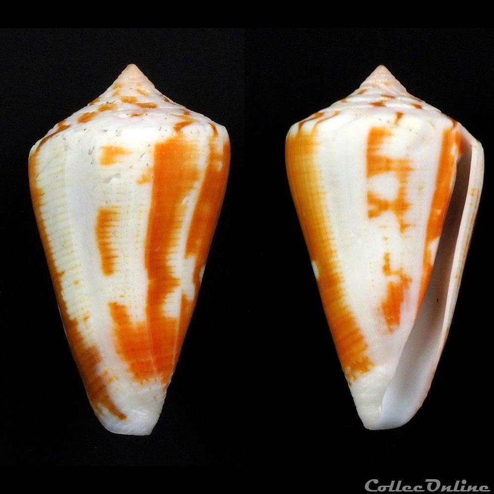 Lividoconus (Calamiconus) lischkeanus subroseus (Röckel & Korn, 1992) coquillage fossile gastropodum lividoconus calamiconus lischkeanus subroseus rockel korn 1992