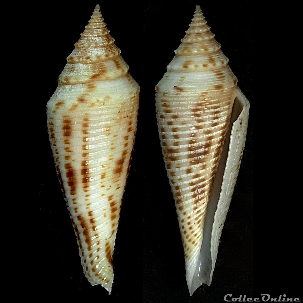 Fusiconus (Bathyconus) elokismenos (Kilburn, 1975) coquillage fossile gastropodum fusiconus bathyconus elokismenos kilburn 1975