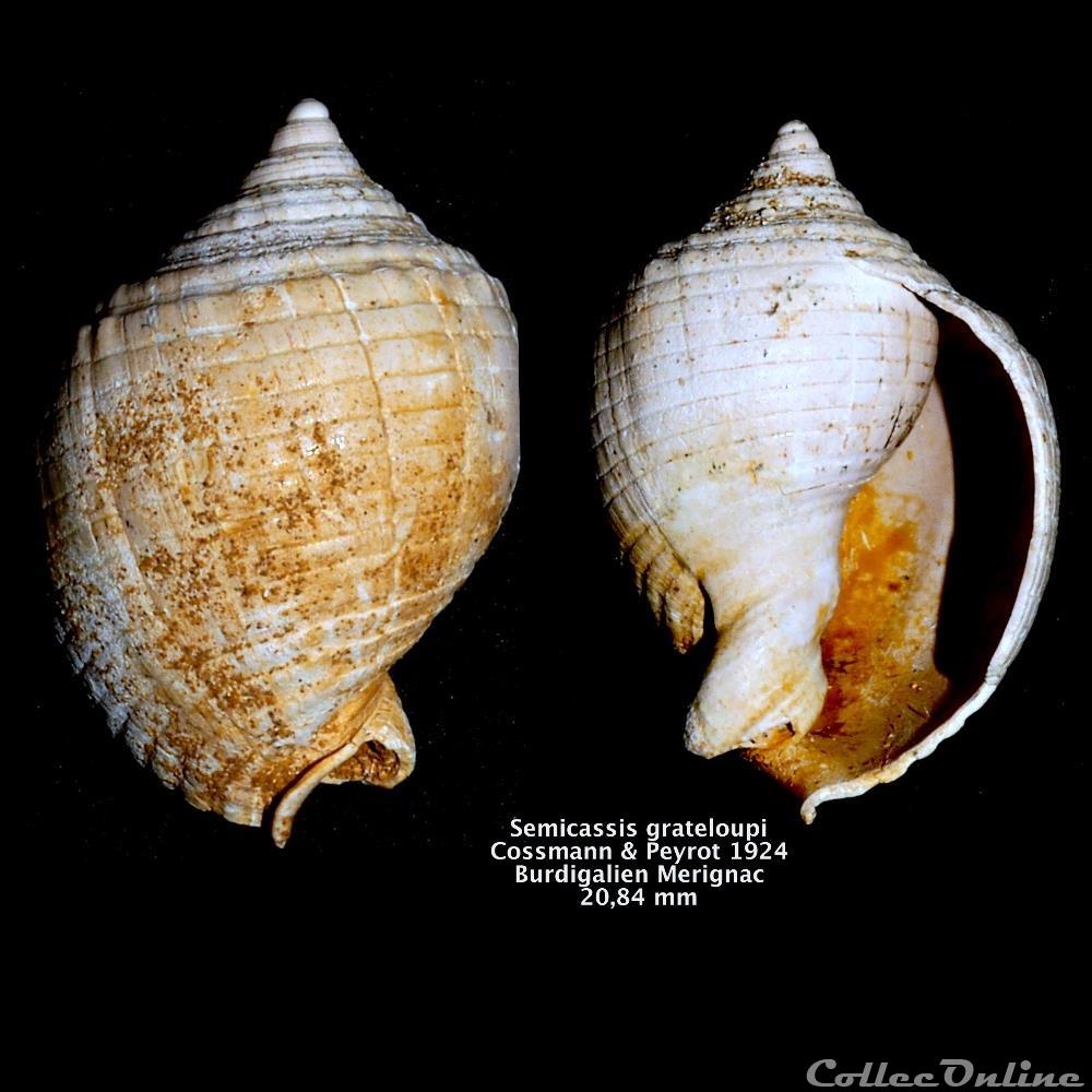 Semicassis grateloupi Cossmann & Peyrot 1924 coquillage fossile invertebre semicassis grateloupi cossmann peyrot 1924