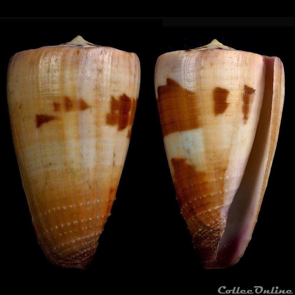 coquillage fossile gastropodum strategoconus vituliconus circumactus f hammatus bartsch rehder 1943