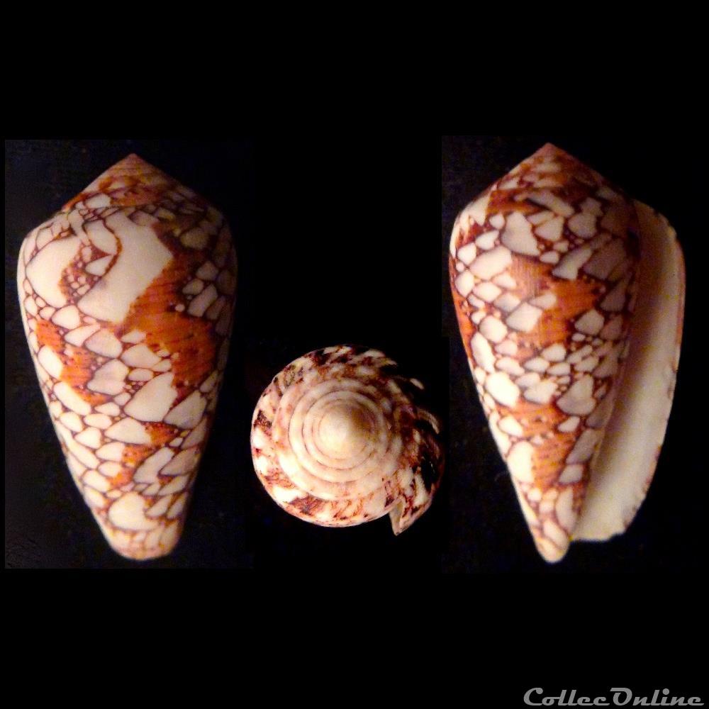 Darioconus behelokensis (Lauer, 1989) coquillage fossile gastropodum darioconus behelokensis lauer 1989