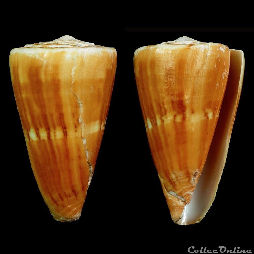 Dauciconus (Dauciconus) daucus (Hwass in Bruguière, 1792) coquillage fossile gastropodum dauciconus dauciconus daucus hwass in bruguiere 1792