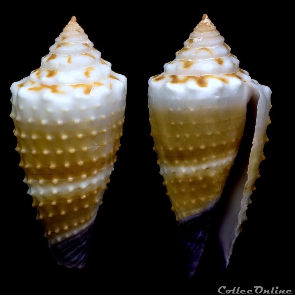 Lividoconus (Calamiconus) floridulus (A. Adams & Reeve, 1848) coquillage fossile gastropodum lividoconus calamiconus floridulus a adams reeve 1848