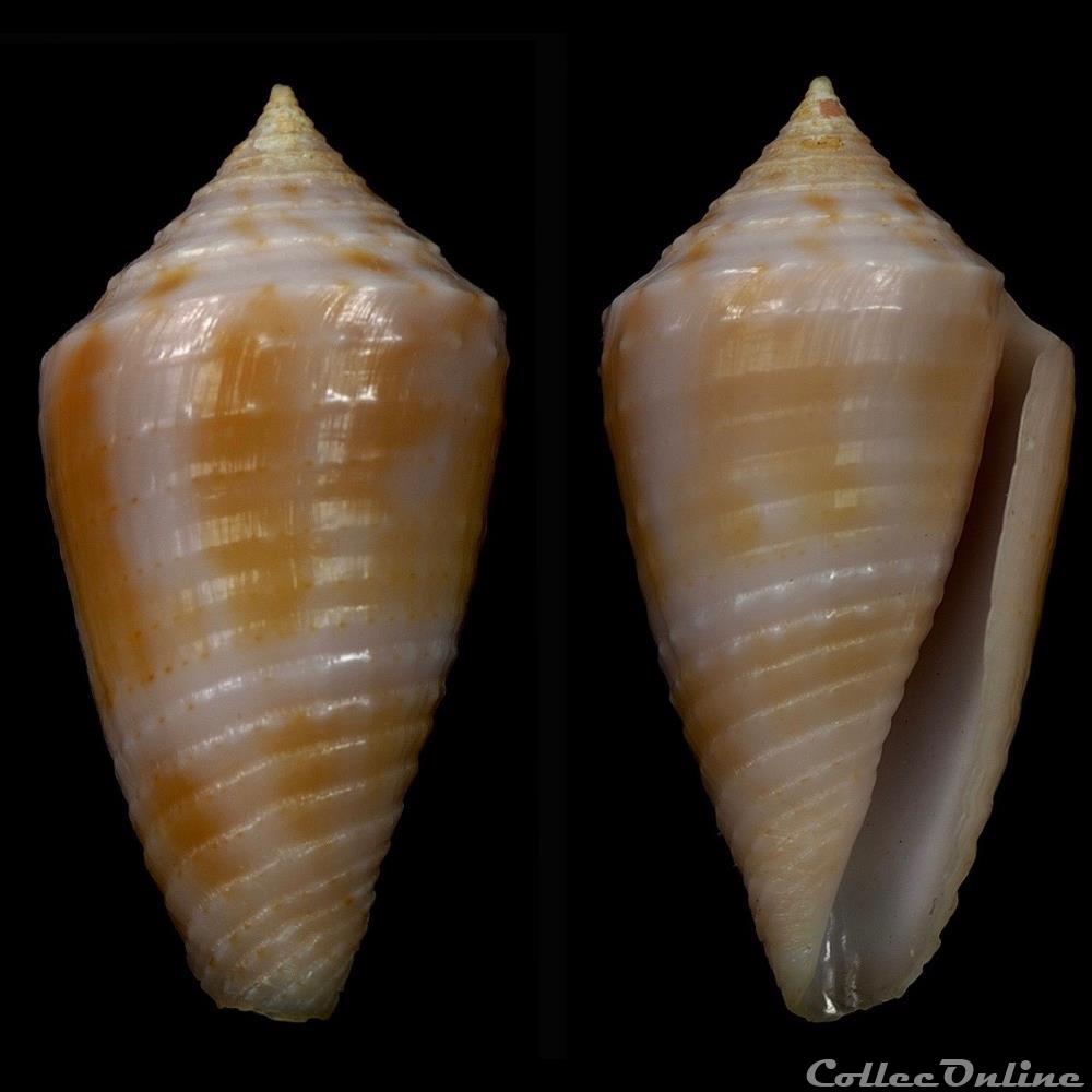 Ximeniconus (Jaspidiconus) cf. verrucosus coquillage fossile gastropodum ximeniconus jaspidiconus cf verrucosus