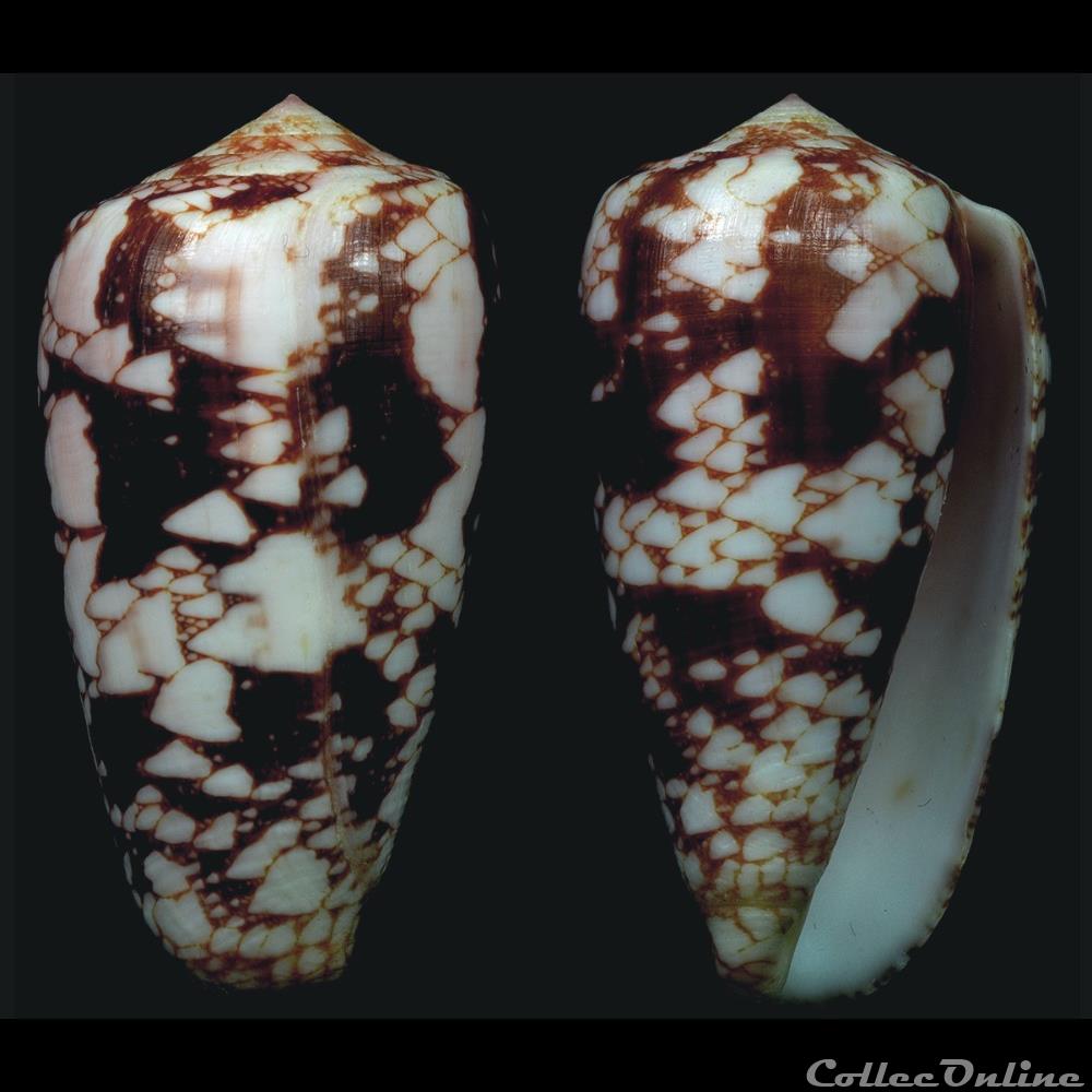 Darioconus behelokensis f. corbieri (Blöcher, 1994) coquillage fossile gastropodum darioconus behelokensis f corbieri blocher 1994