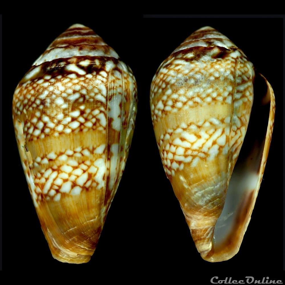 Lautoconus (Lautoconus) cacao (Ferrario & Ferrario, 1983) coquillage fossile gastropodum lautoconus lautoconus cacao ferrario ferrario 1983