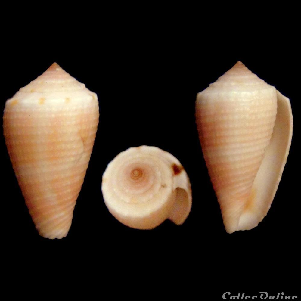Strategoconus (Rolaniconus) axelrodi (Walls, 1978) coquillage fossile gastropodum strategoconus rolaniconus axelrodi walls 1978