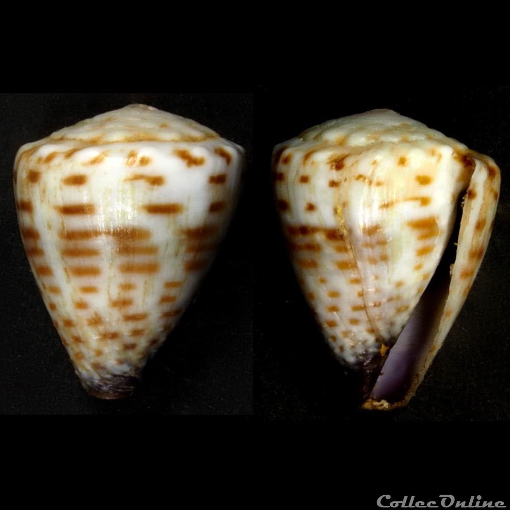 Harmoniconus parvatus (Walls, 1979) coquillage fossile gastropodum harmoniconus parvatus walls 1979