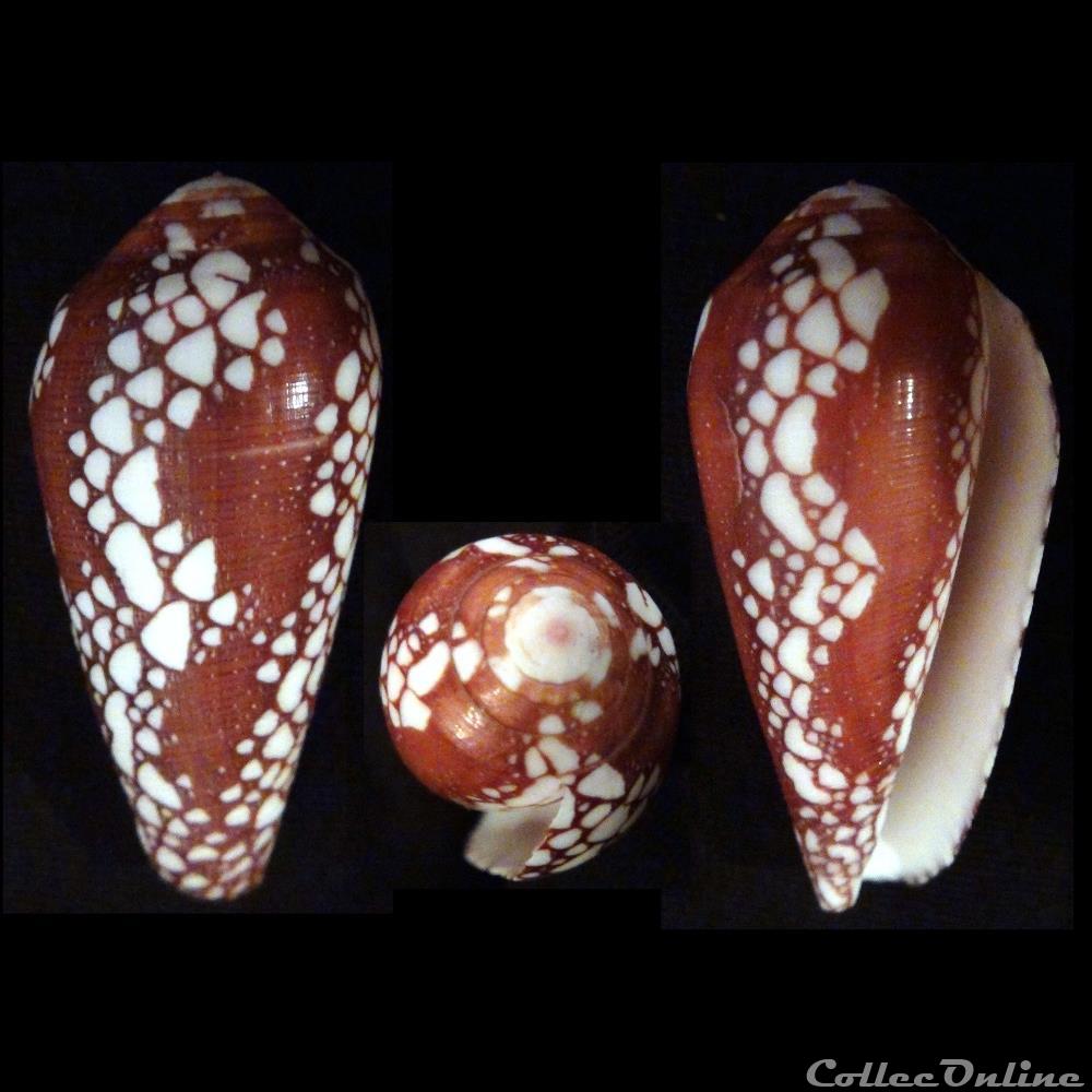 Darioconus magnificus (Reeve, 1843 coquillage fossile gastropodum darioconus magnificus reeve 1843