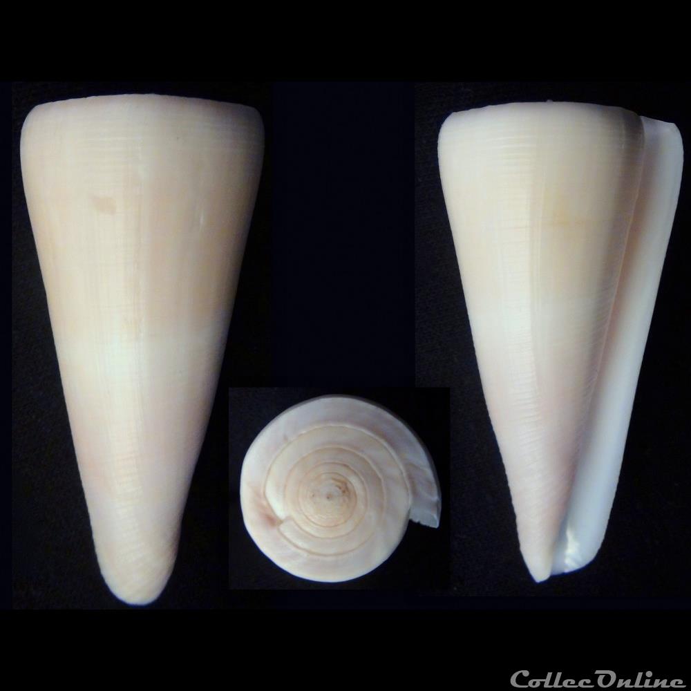 Virgiconus kintoki (Habe & Kosuge, 197 coquillage fossile gastropodum virgiconus kintoki habe kosuge 197