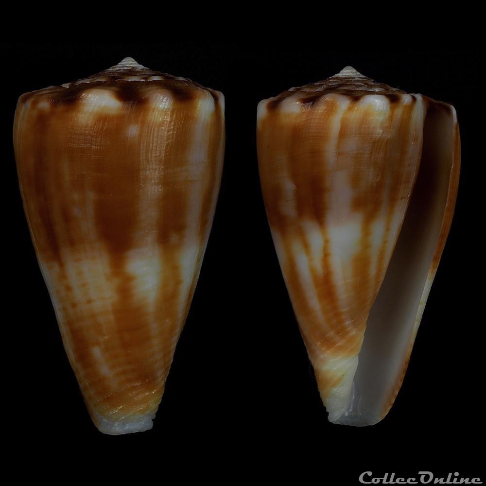 Monteiroconus gladiator (Broderip, 1833) coquillage fossile gastropodum monteiroconus gladiator broderip 1833