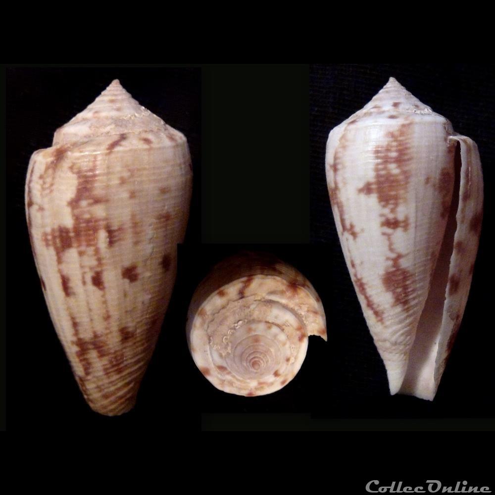 coquillage fossile gastropodum floraconus floraconus anemone lamarck 1810