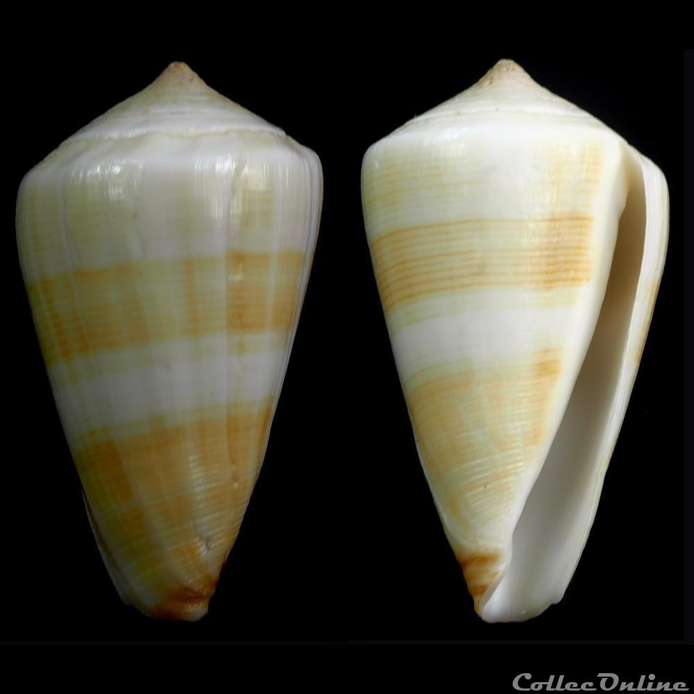 Lividoconus (Calaminons) quercinois f. akabensis (Hwass in Bruguière, 1792) coquillage fossile gastropodum lividoconus calaminons quercinois f akabensis hwass in bruguiere 1792