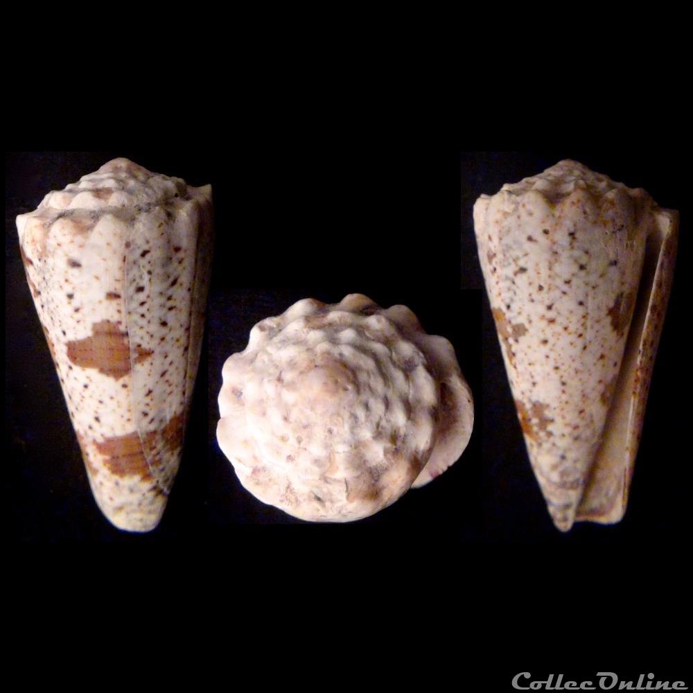 Rhombiconus fuscatus (Born, 1778) coquillage fossile gastropodum rhombiconus fuscatus born 1778