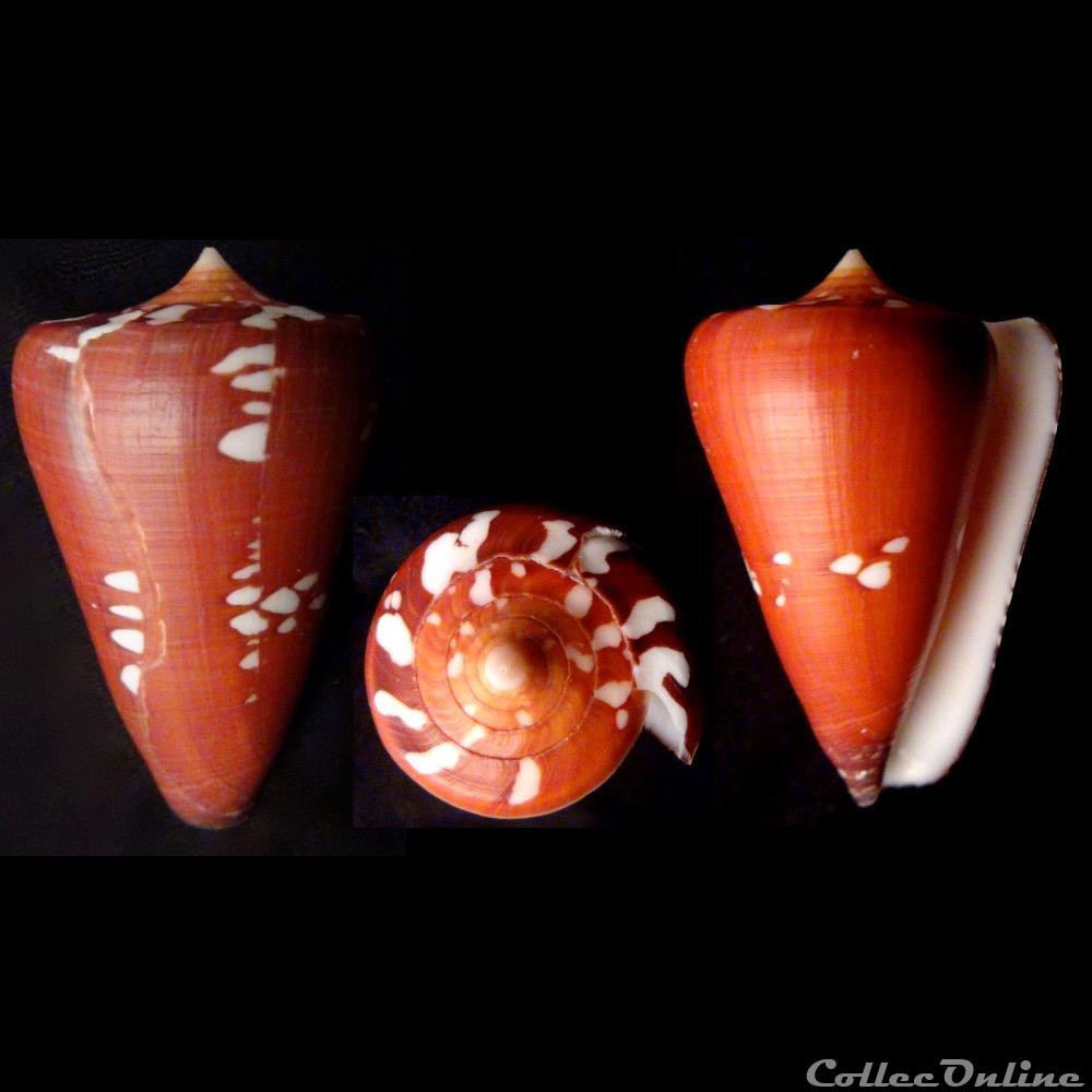 Darioconus thailandis (da Mo a, 1978) coquillage fossile gastropodum darioconus thailandis da mo a 1978
