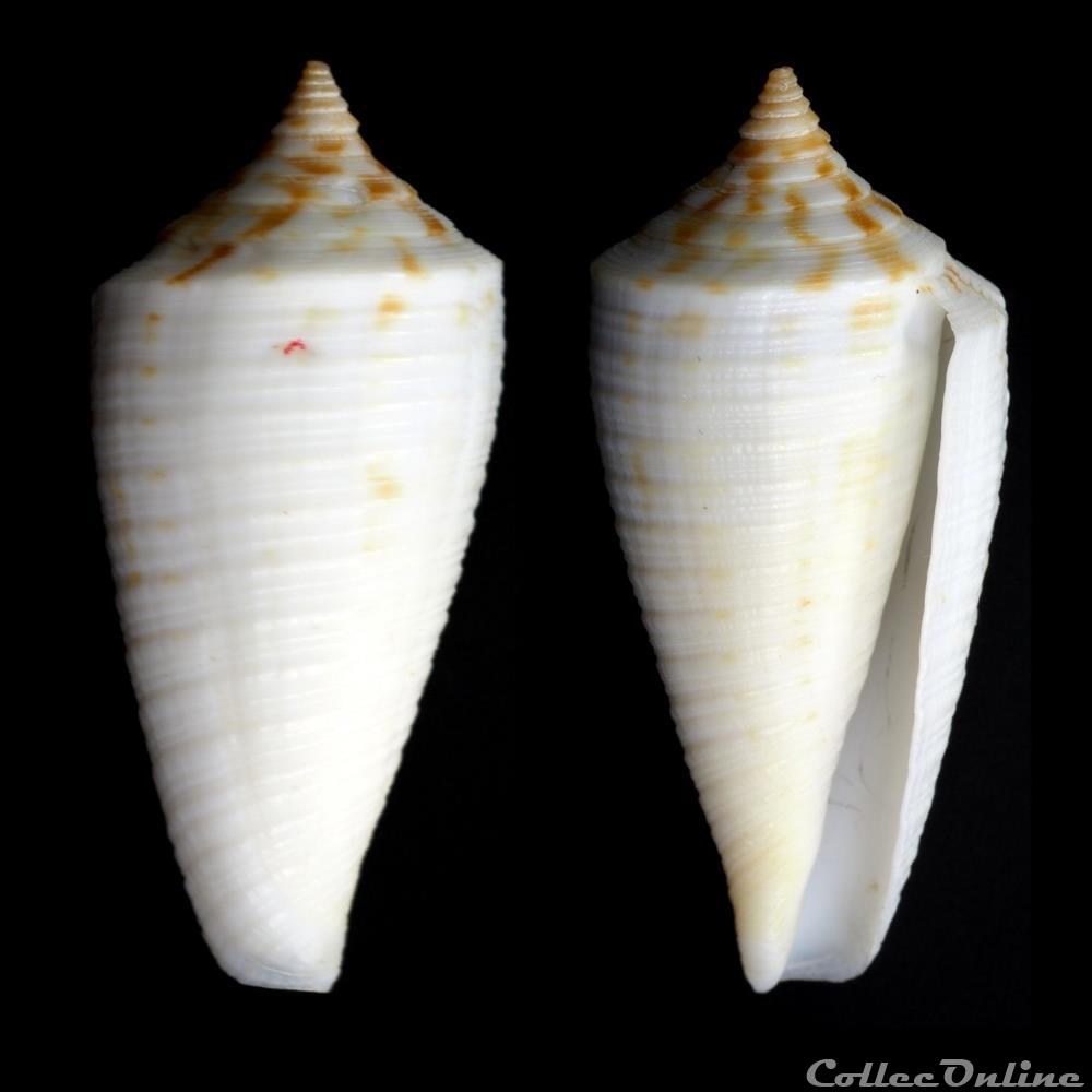 Phasmoconus (Phasmoconus) lovellreevei (G. Raybaudi, 1993) coquillage fossile gastropodum phasmoconus phasmoconus lovellreevei g raybaudi 1993
