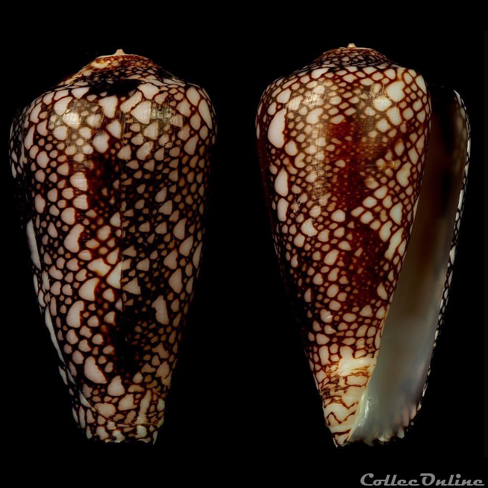 Darioconus pennaceus quasimagnificus (da Motta, 1982) coquillage fossile gastropodum darioconus pennaceus quasimagnificus da motta 1982