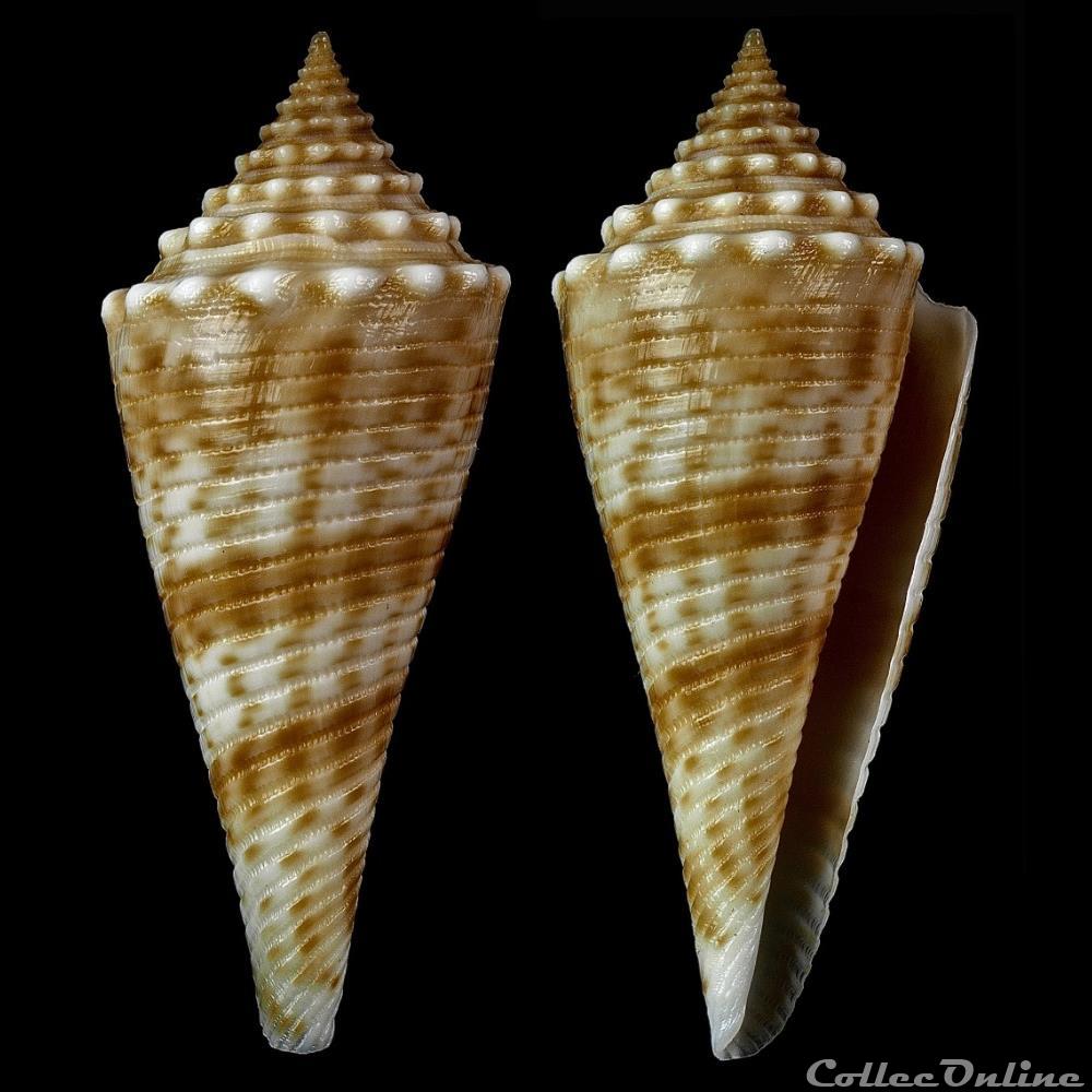 Fusiconus (Bathyconus) orbignyi (Audouin, 1831) coquillage fossile gastropodum fusiconus bathyconus orbignyi audouin 1831
