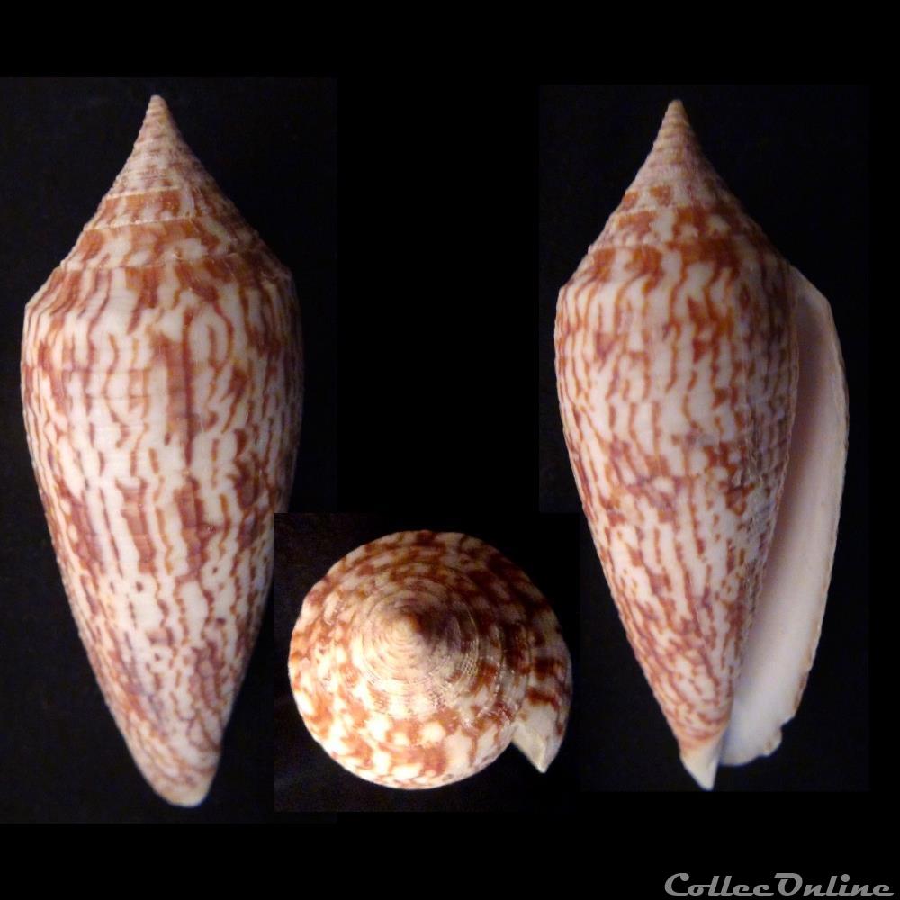 Phasmoconus (Phasmoconus) cf. australis coquillage fossile gastropodum phasmoconus phasmoconus cf australis