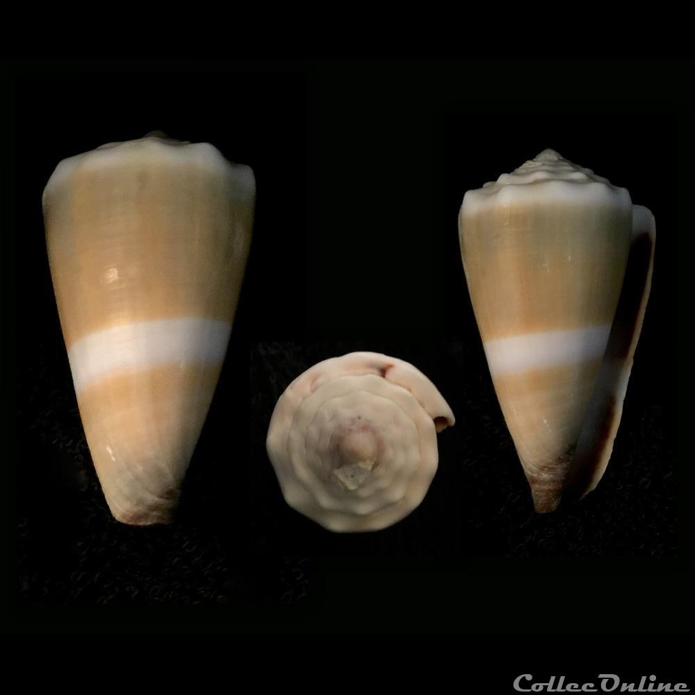 coquillage fossile gastropodum lividoconus lividoconus lividus hwass in bruguiere 1792