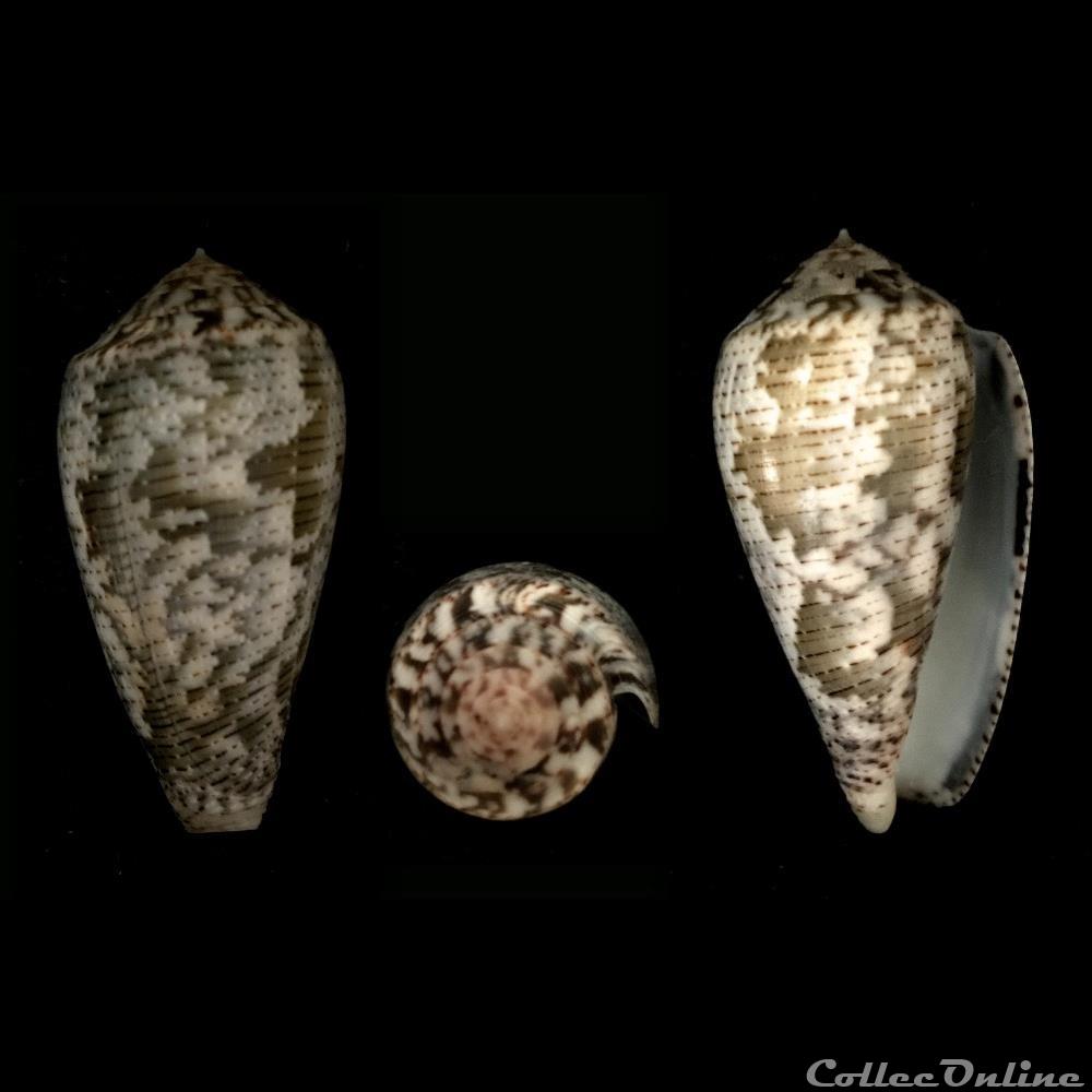 Pionoconus barbara (Brazier, 1898) coquillage fossile gastropodum pionoconus barbara brazier 1898