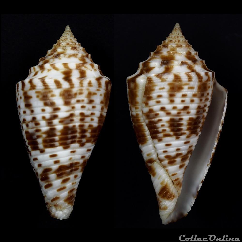 Conasprella geeraertsi ( Poppe & Tagaro, 2017) coquillage fossile gastropodum conasprella geeraertsi poppe tagaro 2017