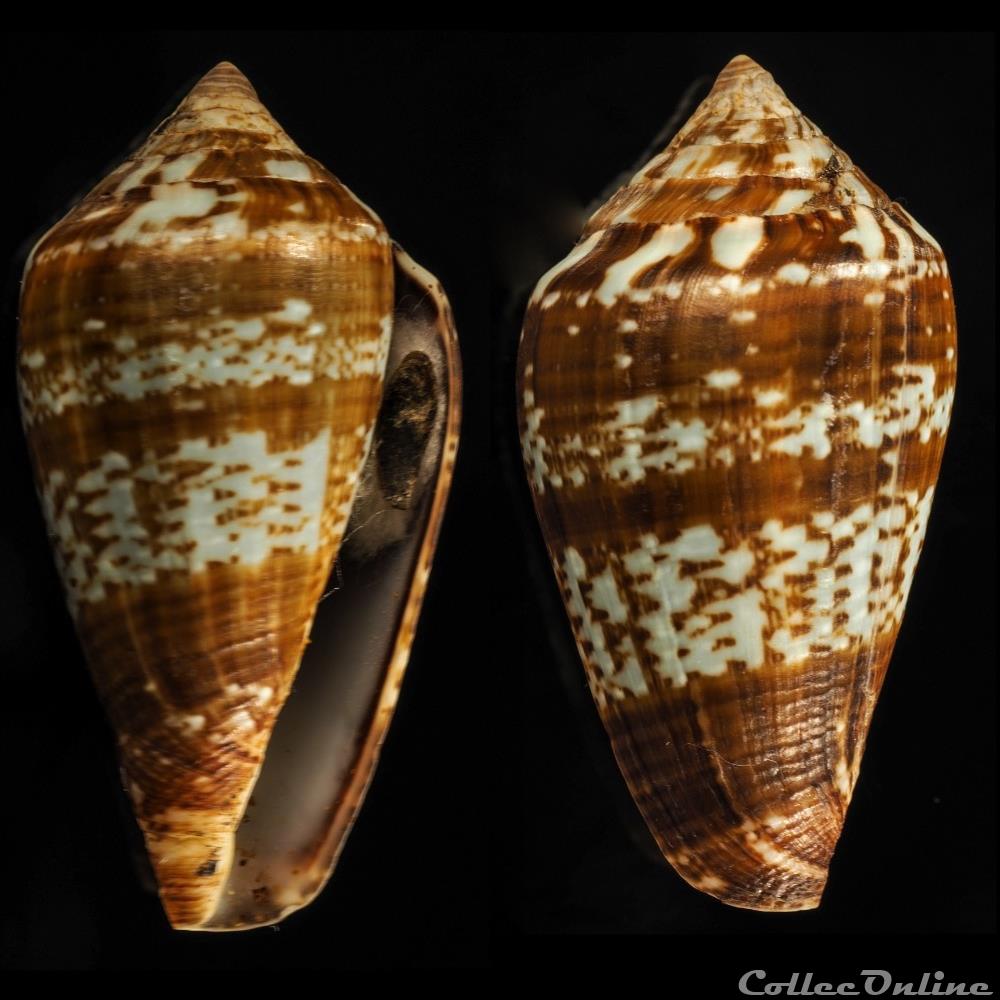 Lautoconus (Varioconus) aemulus (Reeve, 1843) coquillage fossile gastropodum lautoconus varioconus aemulus reeve 1843