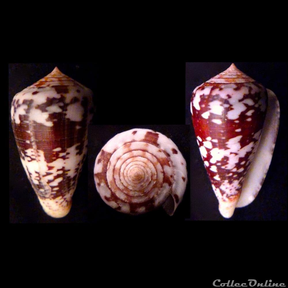 Chelyconus ermineus ermineus (Born, 1778) coquillage fossile gastropodum chelyconus ermineus ermineus born 1778