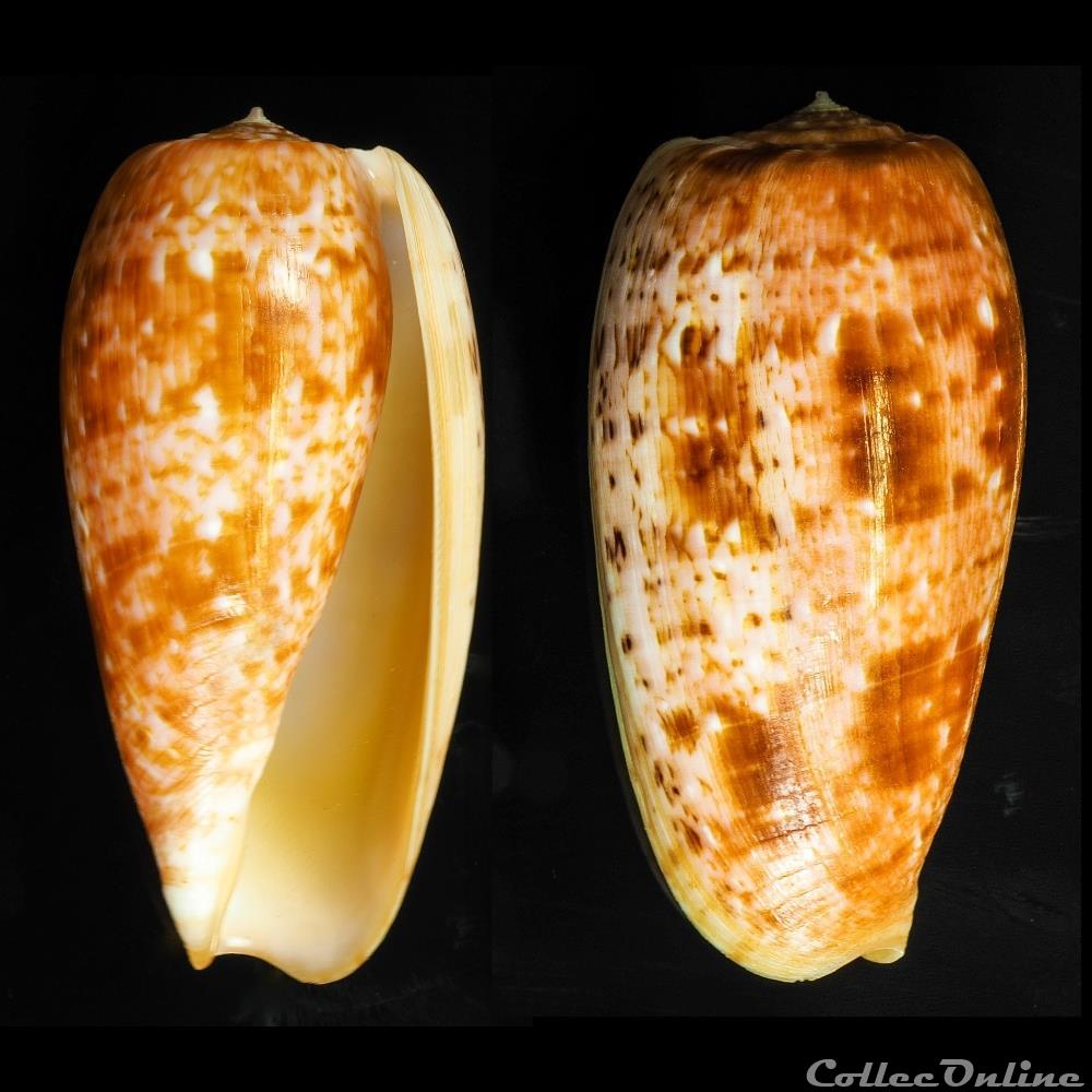 Textilia (Textilia) bullata (Linnaeus, 1758) coquillage fossile gastropodum textilia textilia bullata linnaeus 1758