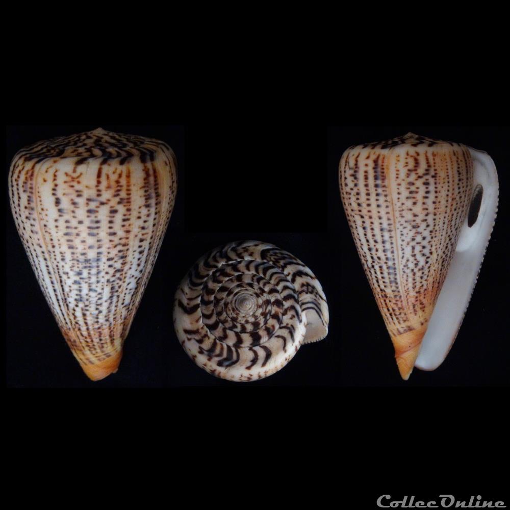 Dendroconus suratensis (Hwass in Bruguière, 1792) coquillage fossile gastropodum dendroconus suratensis hwass in bruguiere 1792