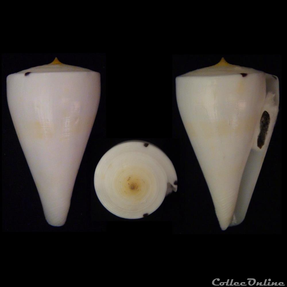 Klemaeconus sugimotonis (Kuroda, 1928) coquillage fossile gastropodum klemaeconus sugimotonis kuroda 1928