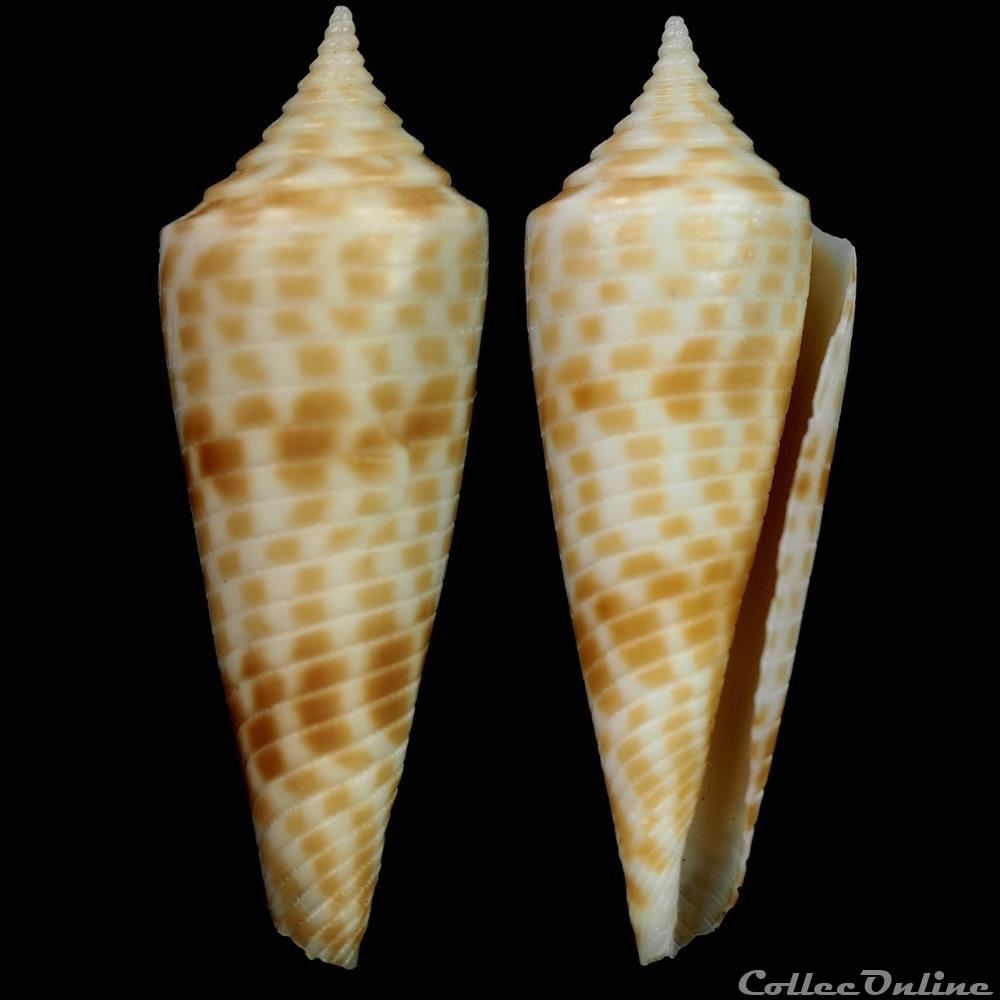 Fusiconus (Fusiconus) aculeiformis (Reeve, 1844) coquillage fossile gastropodum fusiconus fusiconus aculeiformis reeve 1844