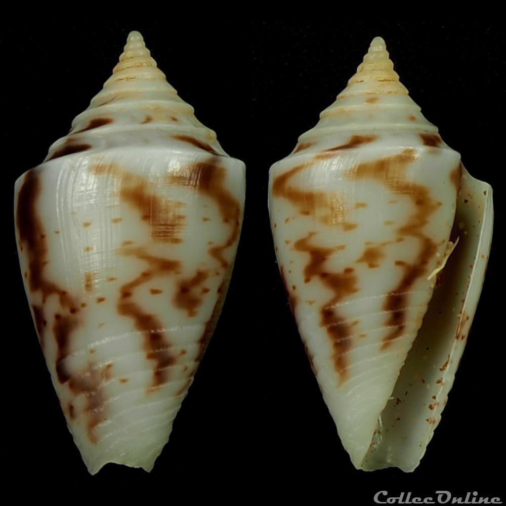Ximeniconus (Perplexiconus) wendrosi (Tenorio & Afonso, 2013) coquillage fossile gastropodum ximeniconus perplexiconus wendrosi tenorio afonso 2013