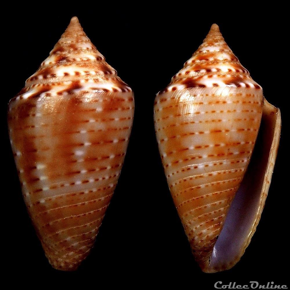 Ximeniconus (Jaspidiconus) pusio (Hwass in Bruguière, 1792) coquillage fossile gastropodum ximeniconus jaspidiconus pusio hwass in bruguiere 1792